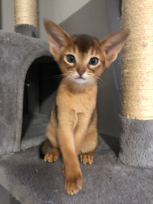 Abyssinian Wild/Ruddy-Ticked color