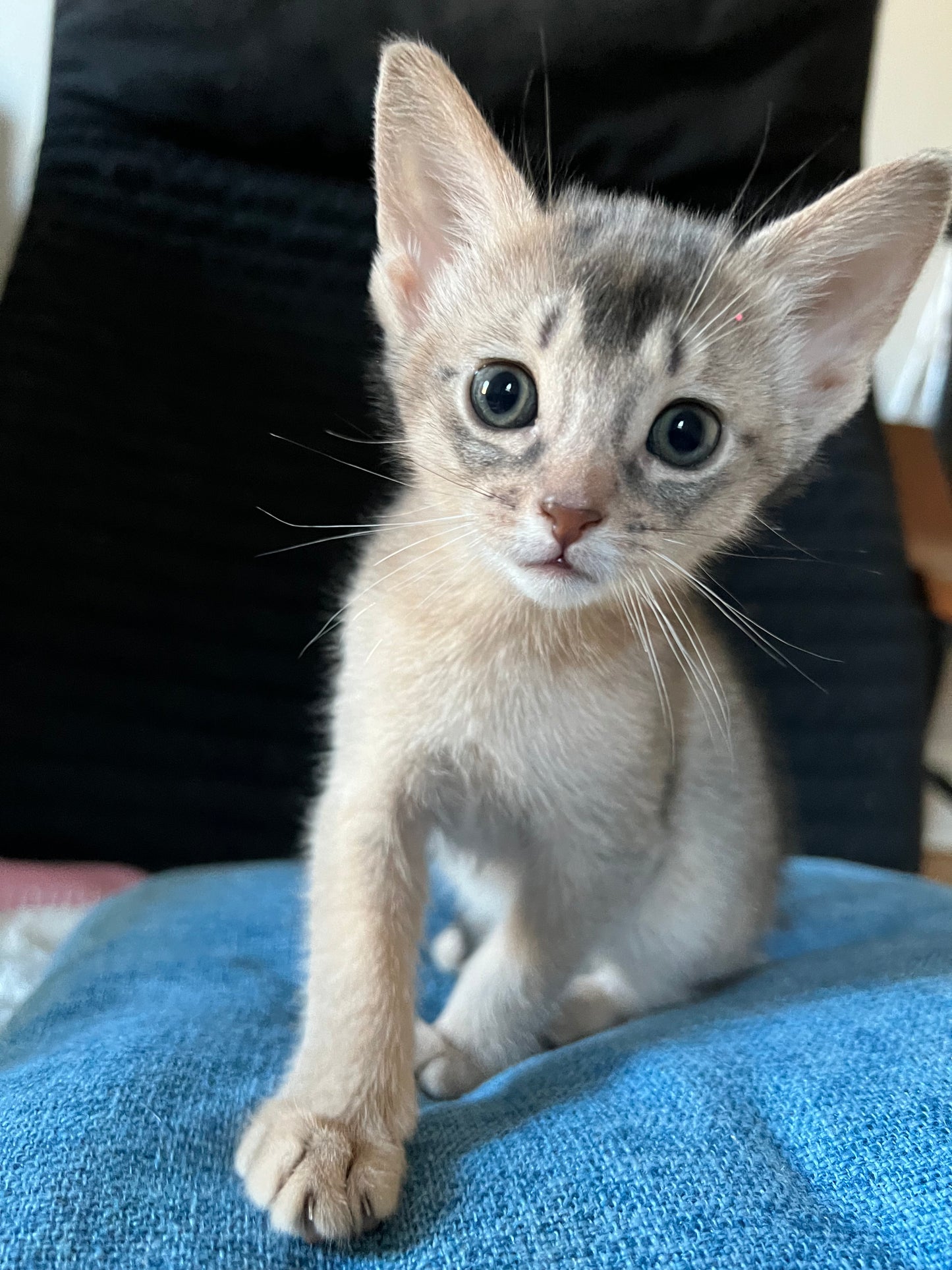 Abyssinian Blue-Ticked color