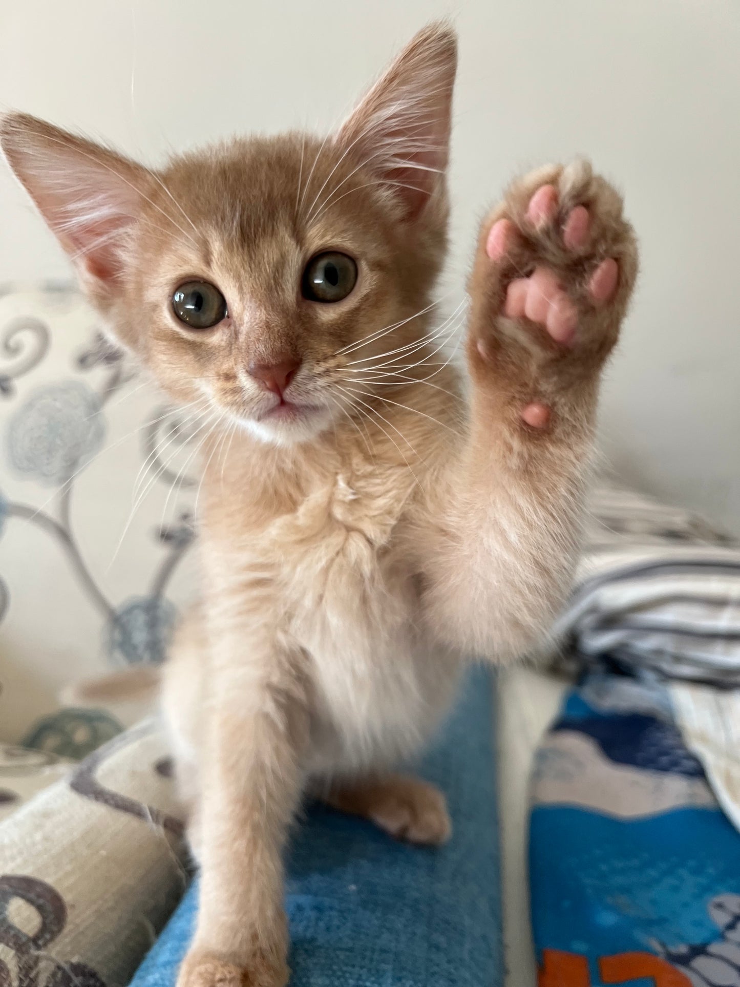 Somali Fawn-Ticked color