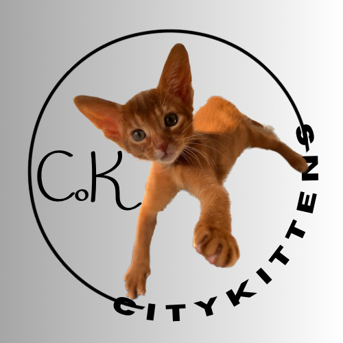 CityKittens