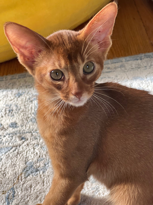 Abyssinian Sorrel/Red-Ticked color